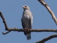 /album/photogallery/lizard-buzzard-2-jpg/